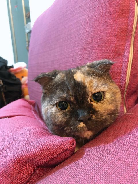 網友吳建銘授權提供