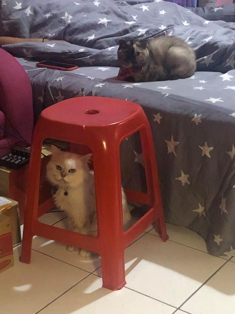 網友吳建銘授權提供