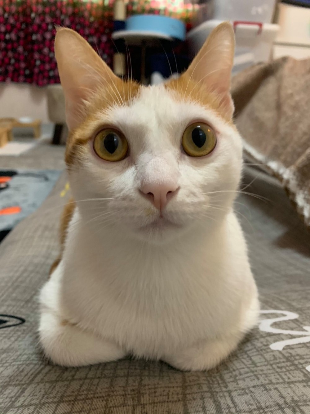 網友簡浩子授權提供