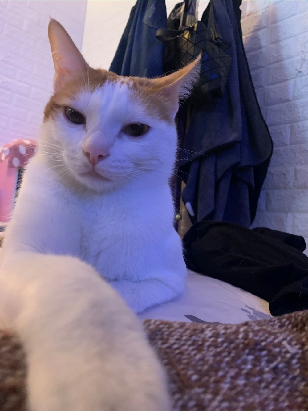 網友簡浩子授權提供