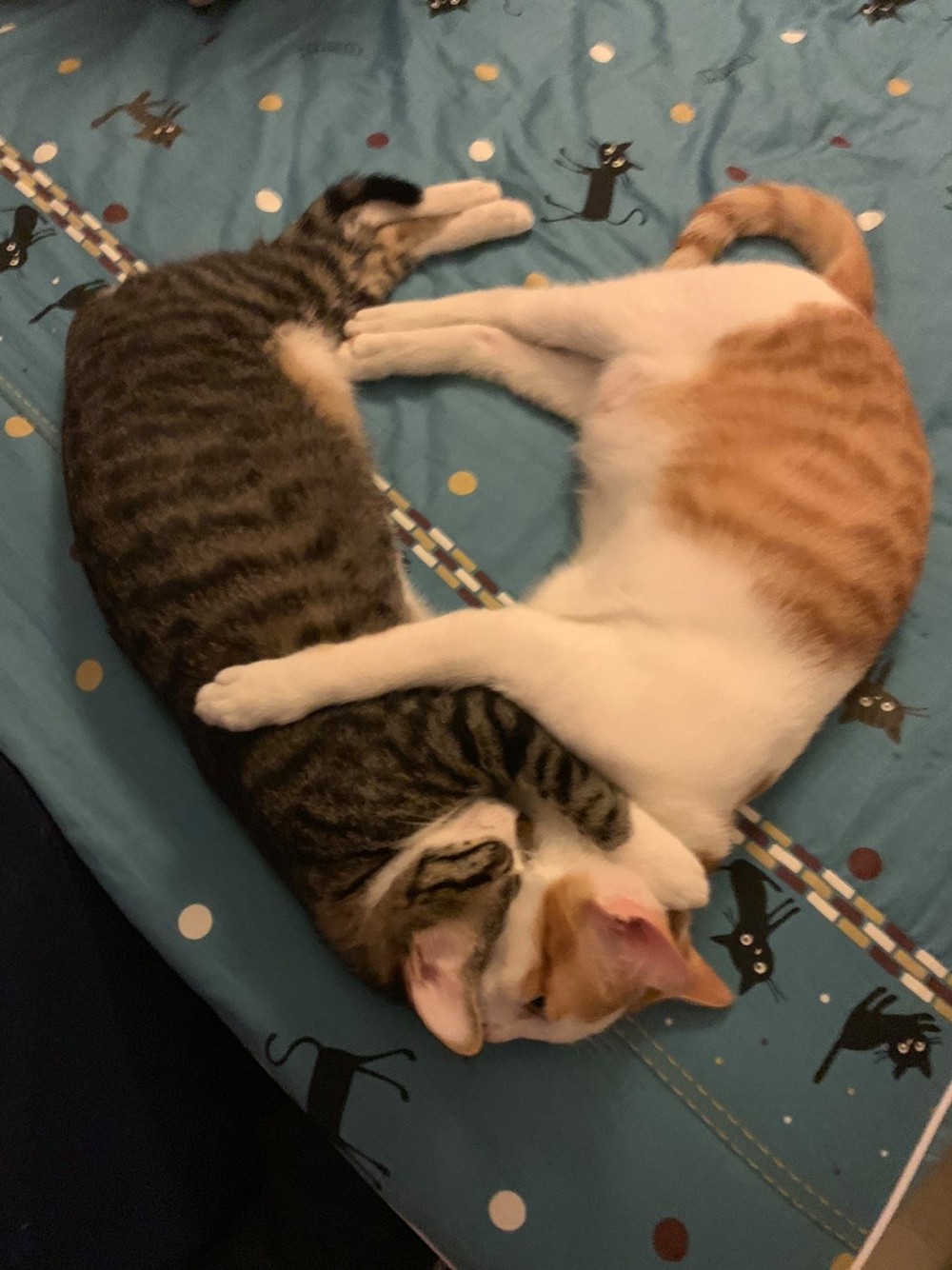 網友簡浩子授權提供