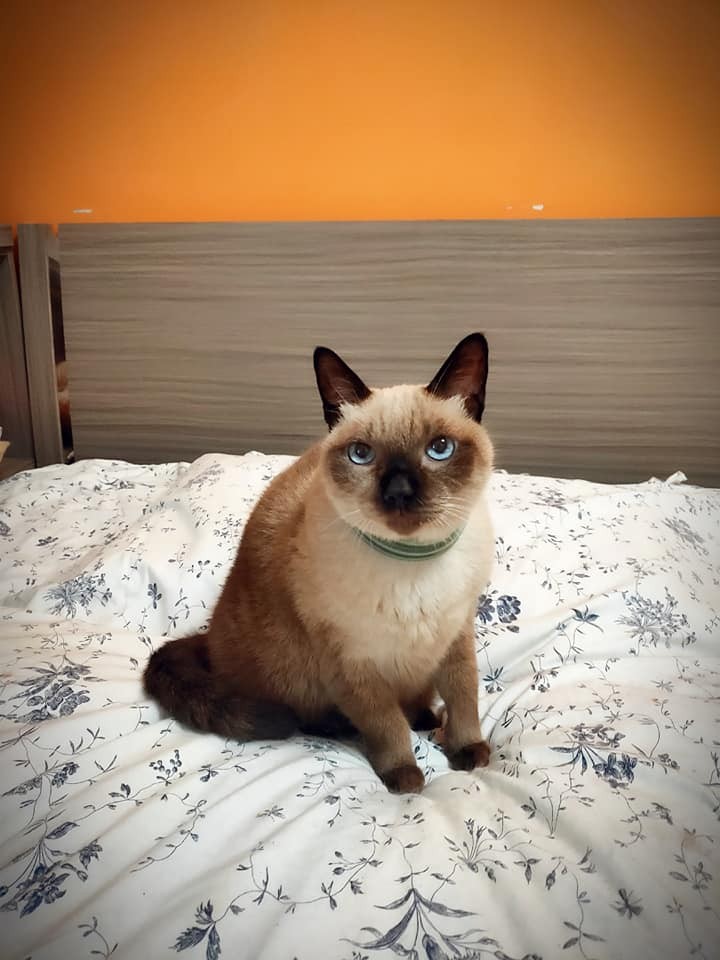 網友陳凱莉授權提供