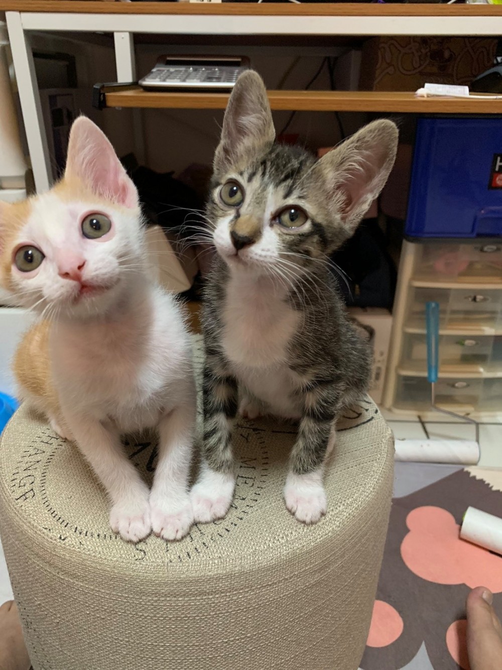 網友簡浩子授權提供