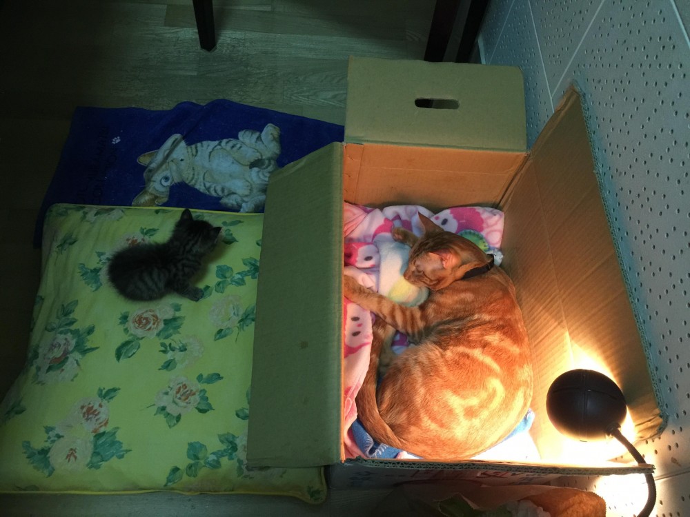 網友陳欣伶提供