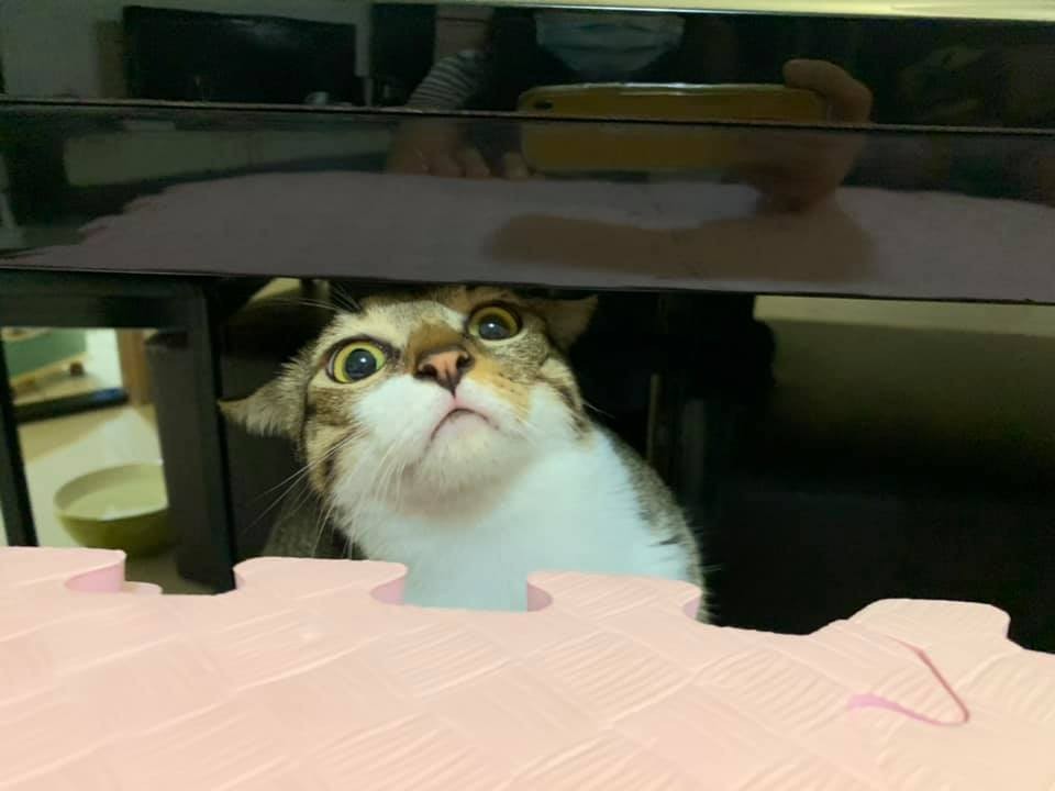 網友Tiffany Esme Hsu授權提供