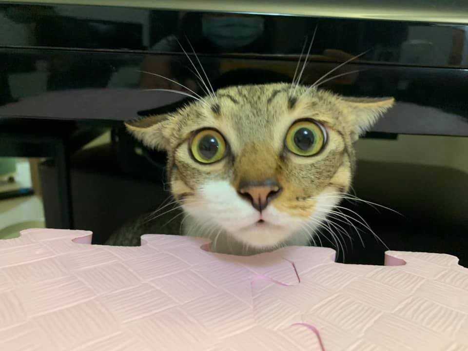 網友Tiffany Esme Hsu授權提供