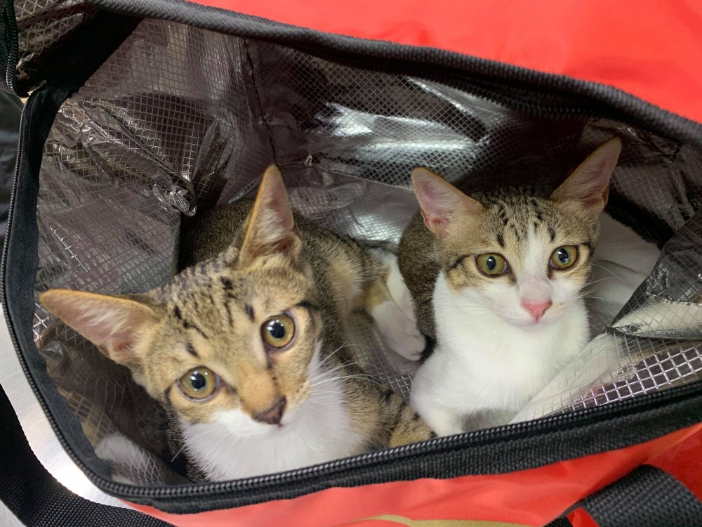 網友Tiffany Esme Hsu授權提供