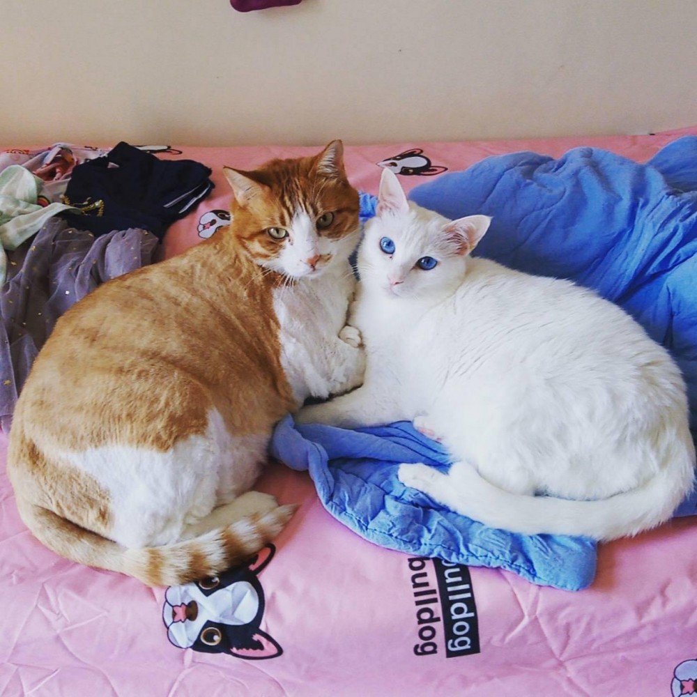 網友jovi wu授權提供