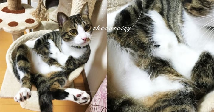 日本貓咪「叉手抱胸」詭異姿勢引熱議　網笑翻：「快模型化！」