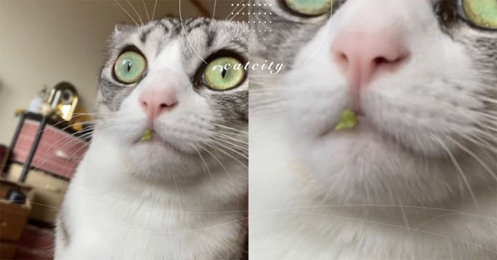 日本貓咪偷吃被「抓包」，眼瞪超大還故作鎮定　網笑：嘴角露餡了