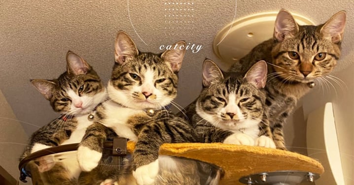 四貓擠爆貓台「眼神超犀利」，日本貓奴壓力倍增　網笑：罐罐交出來