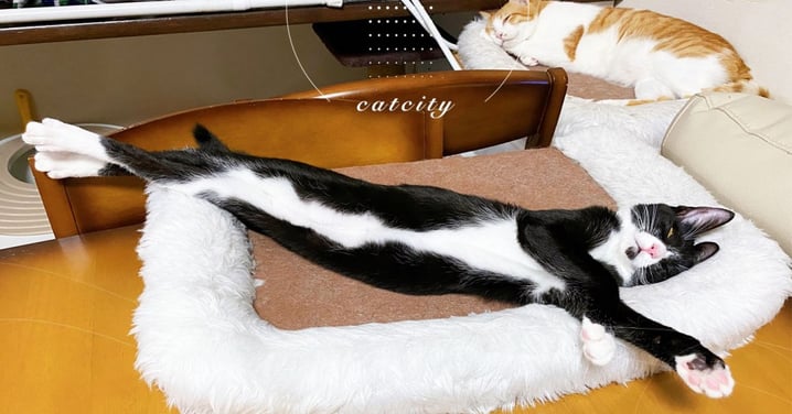 日本賓士貓「一直線」睡姿超逗趣，網笑翻：還以為是秋刀魚！