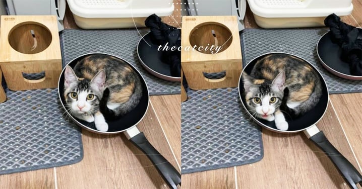 萌貓把平底鍋推下桌，整隻「塞好塞滿」當貓窩　網笑：直接煮三杯貓吧！