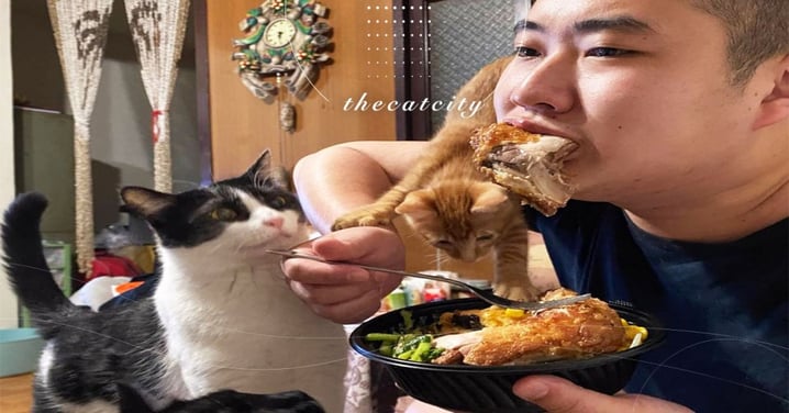 吃飯被三貓圍攻超崩潰，「喵視眈眈」直盯雞腿不放　奴：「我太難了！」
