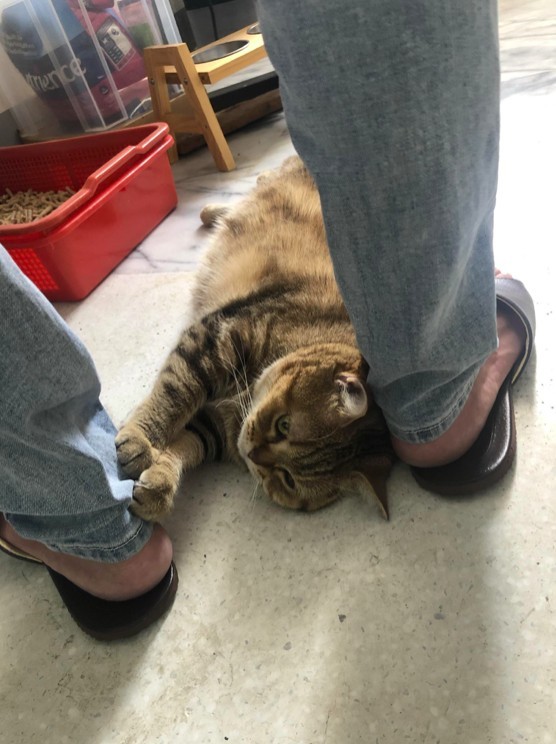 網友朱莉葉小姐提供