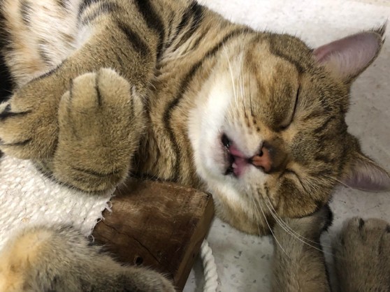 網友朱莉葉小姐提供