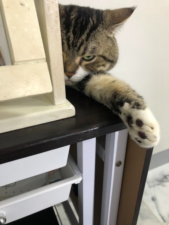 網友朱莉葉小姐提供