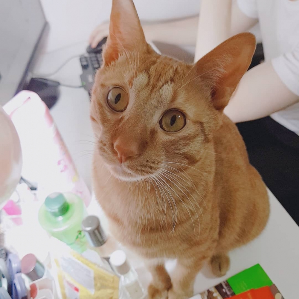 IG@pipipipi.official