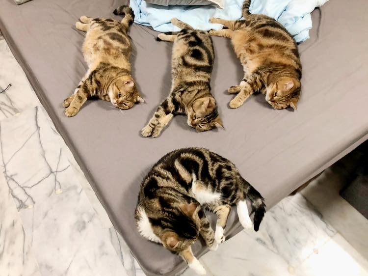 網友朱莉葉授權提供