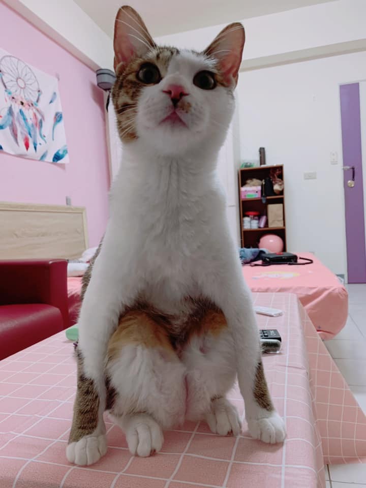 網友陳玫君小姐提供