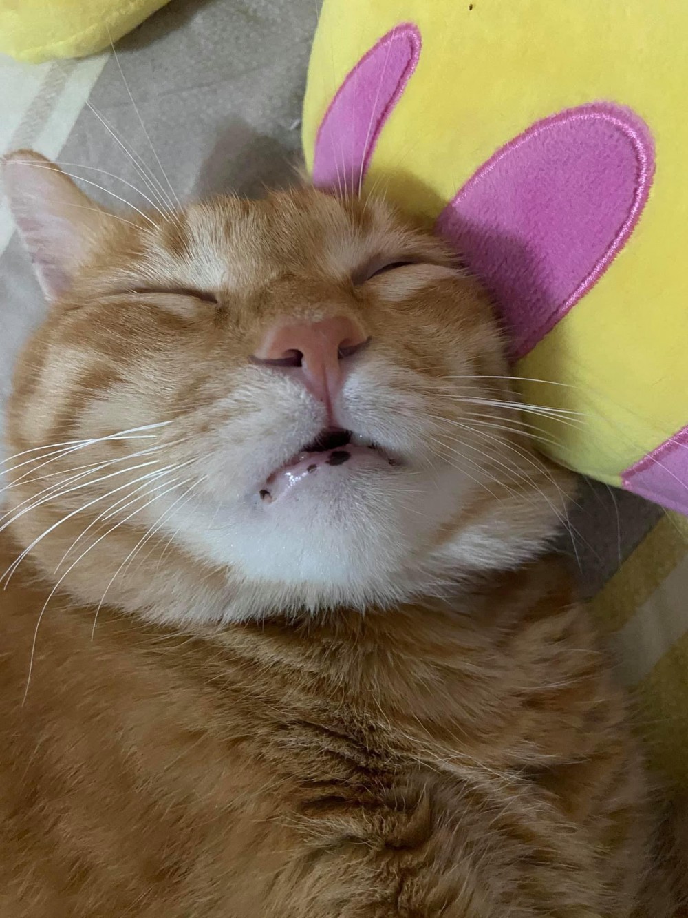 網友陳白兒授權提供