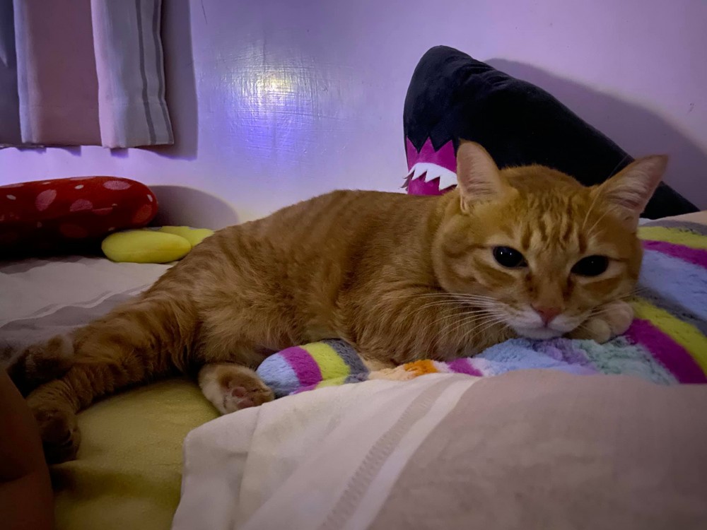 網友陳白兒授權提供