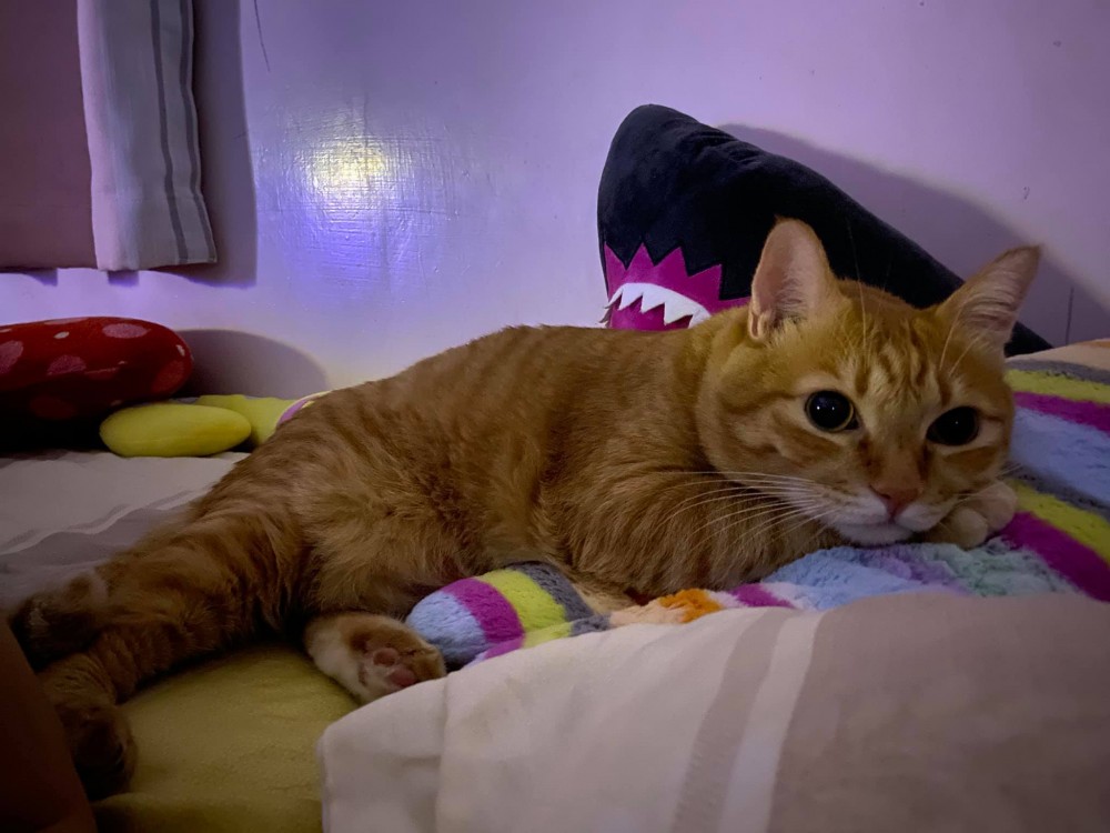 網友陳白兒授權提供