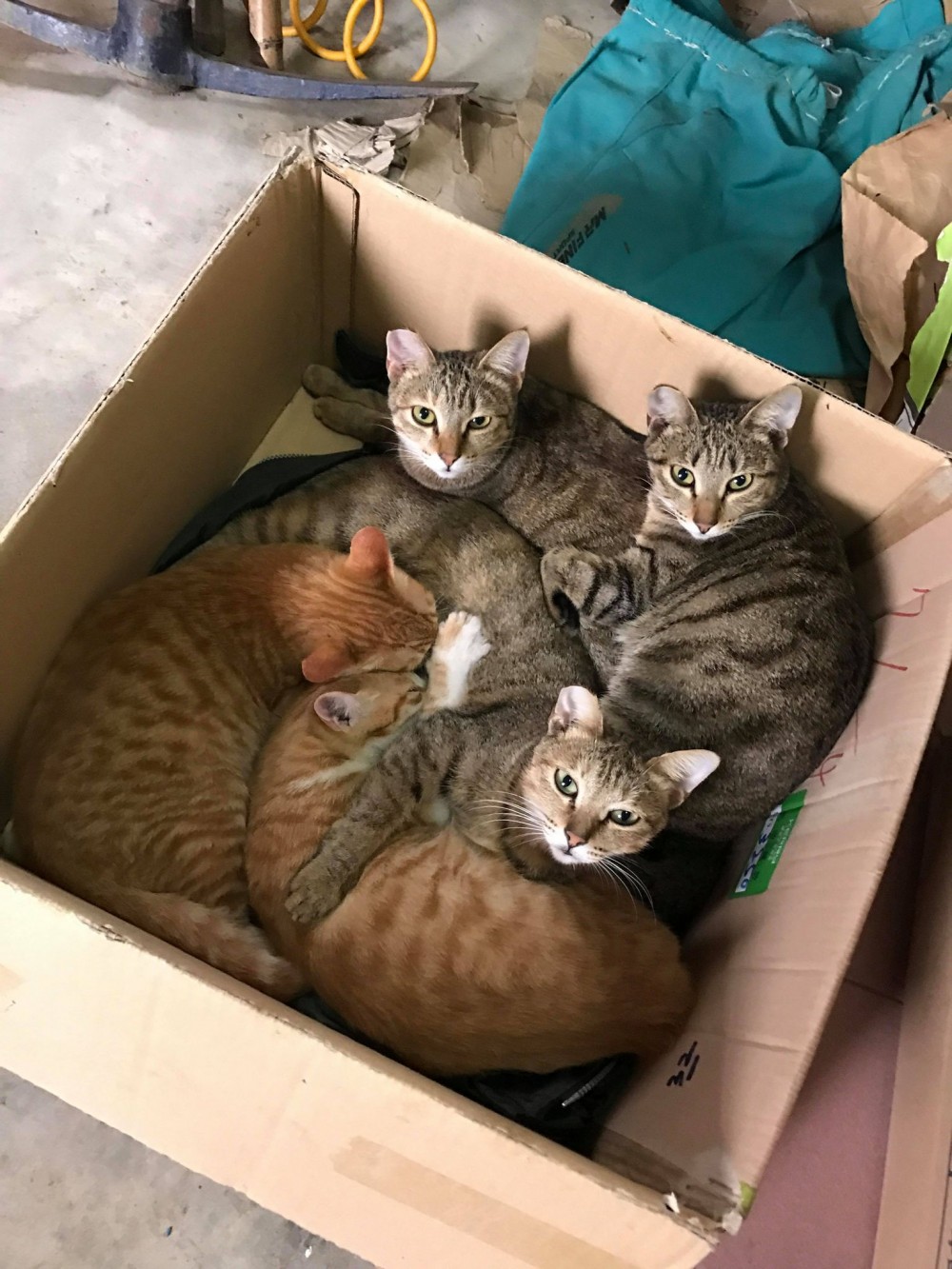 網友劉東榮授權提供