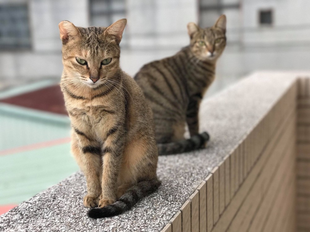 網友劉東榮授權提供