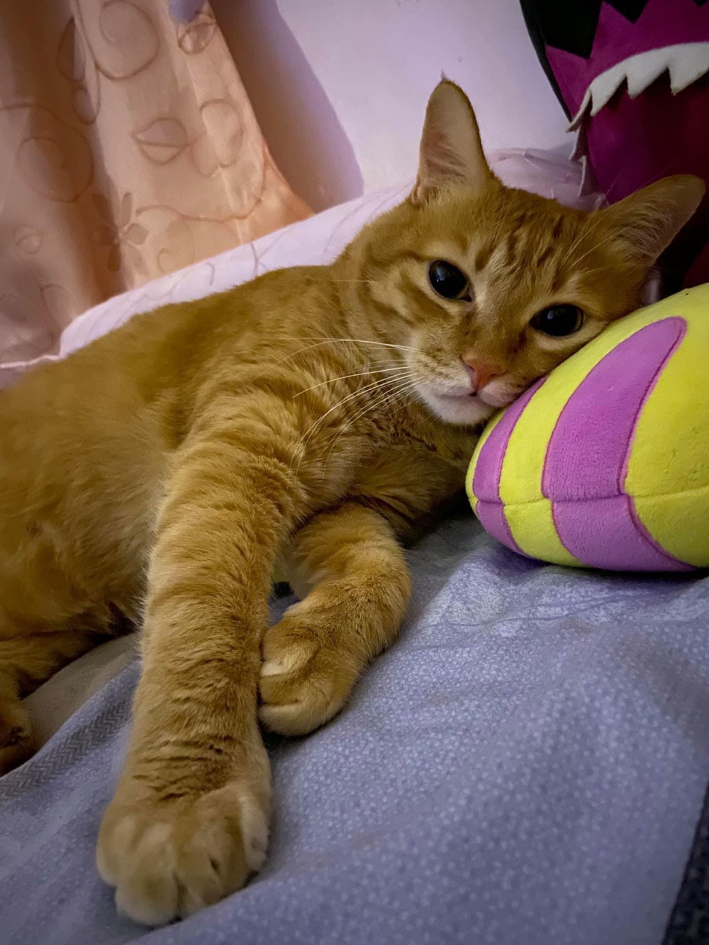 網友陳白兒授權提供