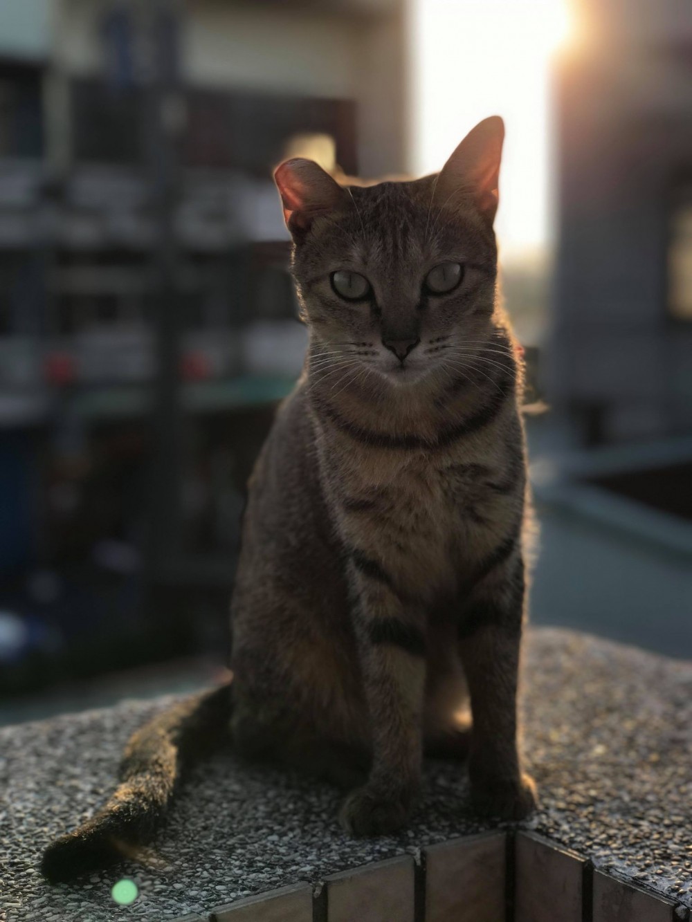 網友劉東榮授權提供