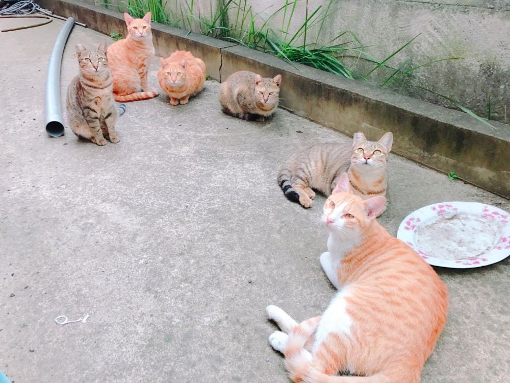 網友劉東榮授權提供