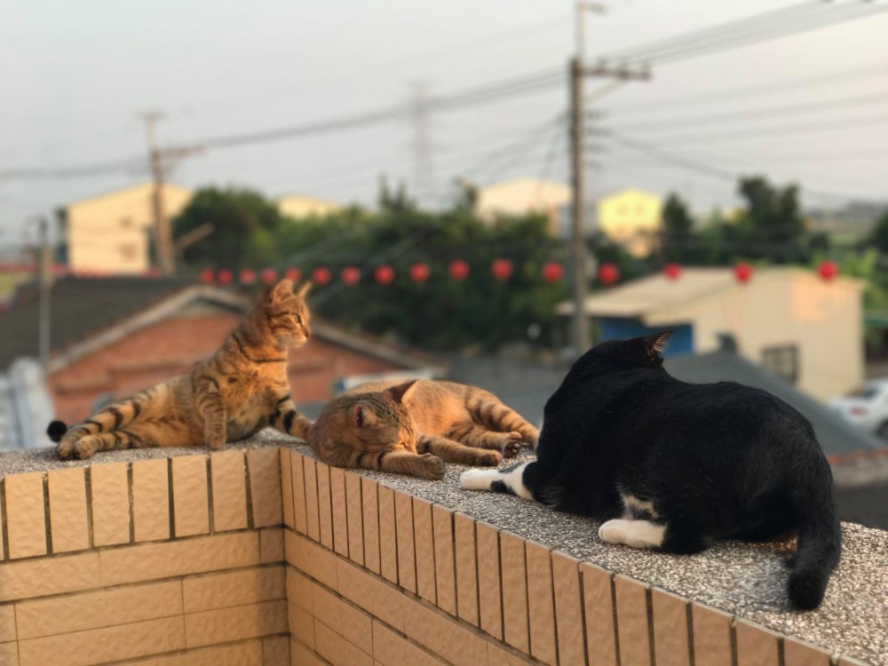 網友劉東榮授權提供