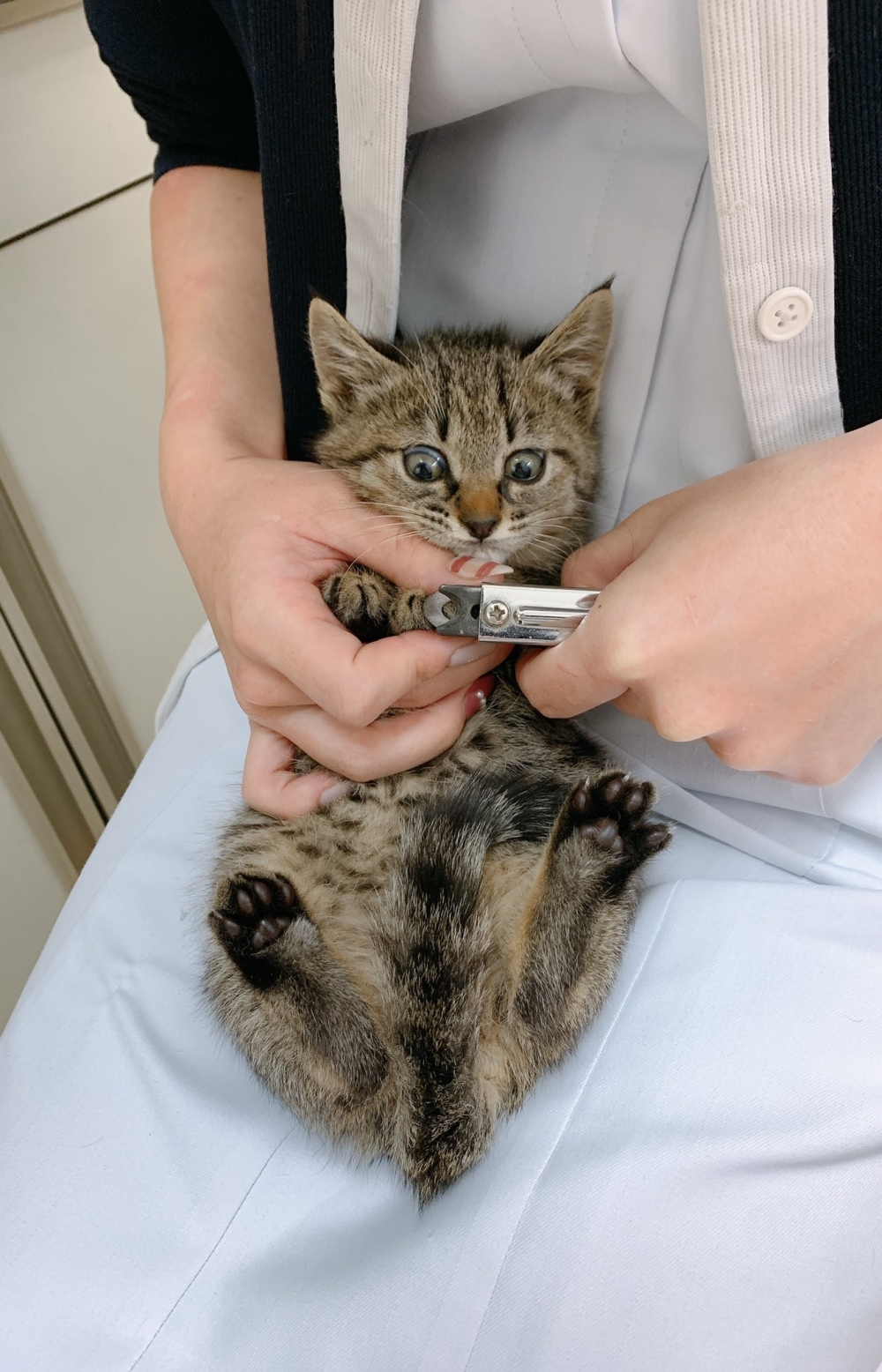 twitter CatdoctorU