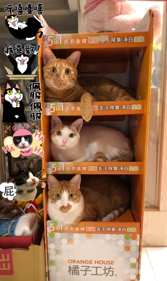 網友程乃心小姐提供