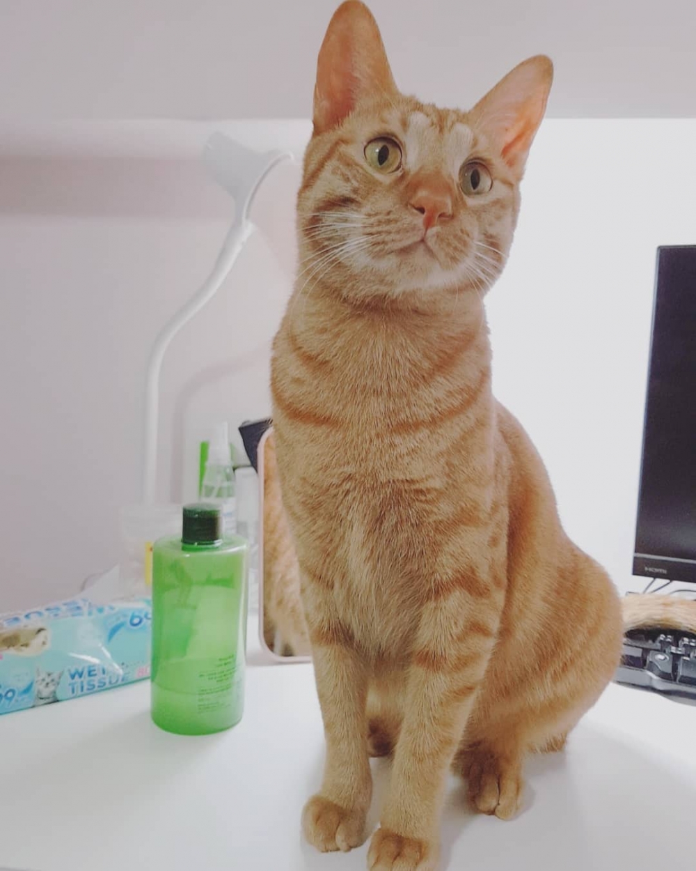 IG@pipipipi.official