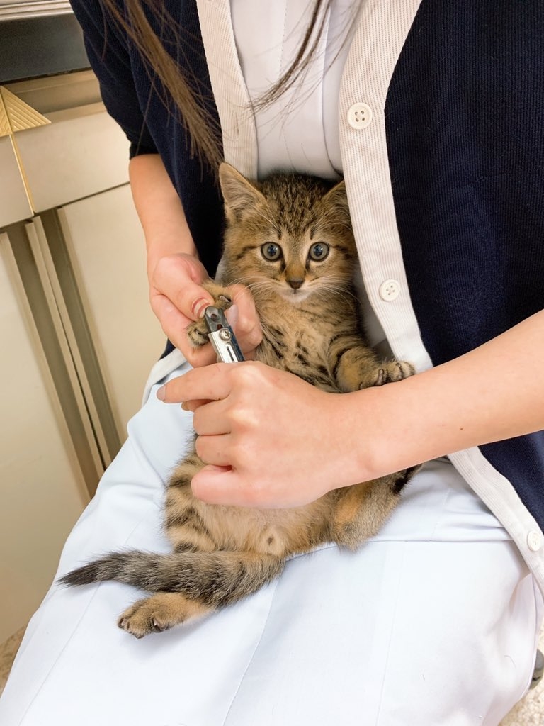 twitter CatdoctorU