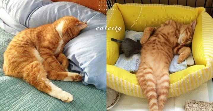 【貓咪愛睡覺】是累了還是生病？揭露「貓一直睡」的 4 大原因！