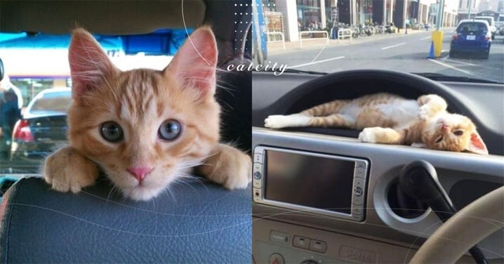 【車主注意】天冷躲貓貓要小心！開車多這做「4個動作」就能救貓一命！