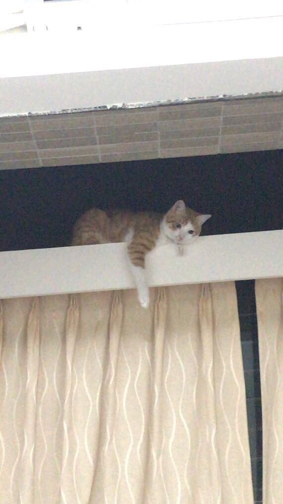IG @_orange_mi_授權