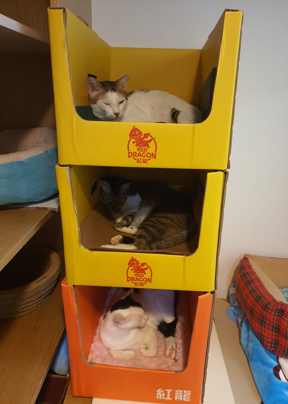 網友洪月香提供