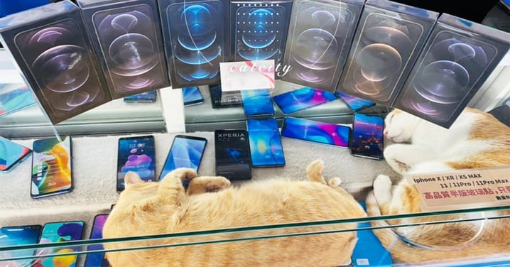 iPhone 12 輸了！兩隻橘貓在「手機展示櫃」狂睡　客問翻：全配多少