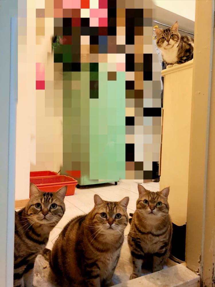 網友朱莉葉授權提供