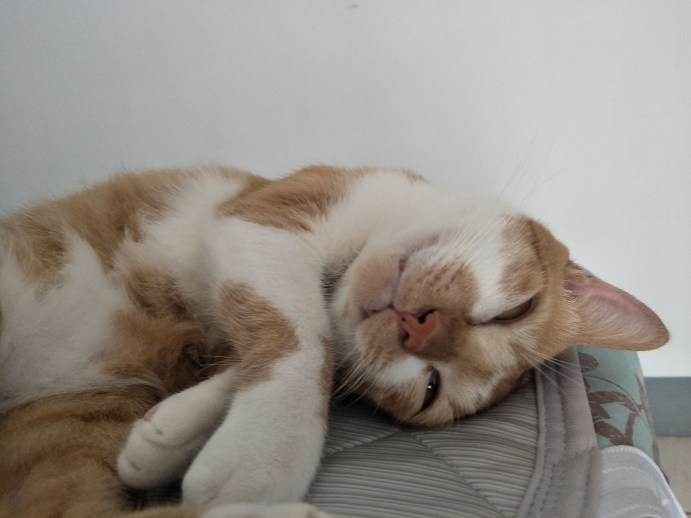 網友許芝茗提供