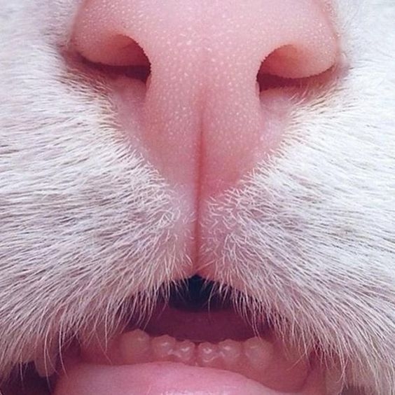 Pinterest
