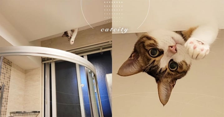 奴才洗澡感覺被監視，天花板驚見「偷窺貓」好奇直盯　網：超想當貓