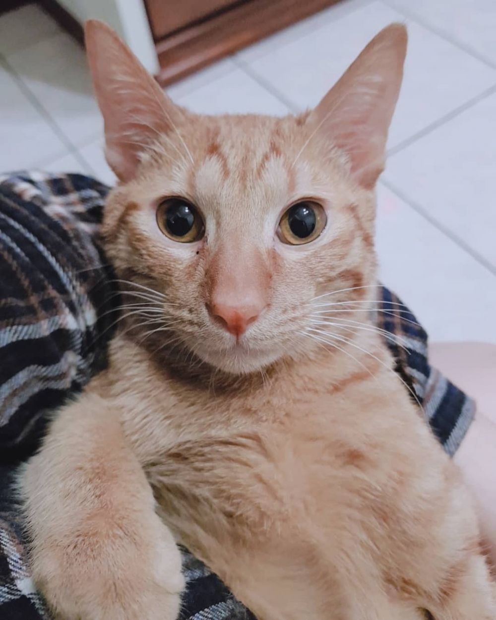 IG@pipipipi.official