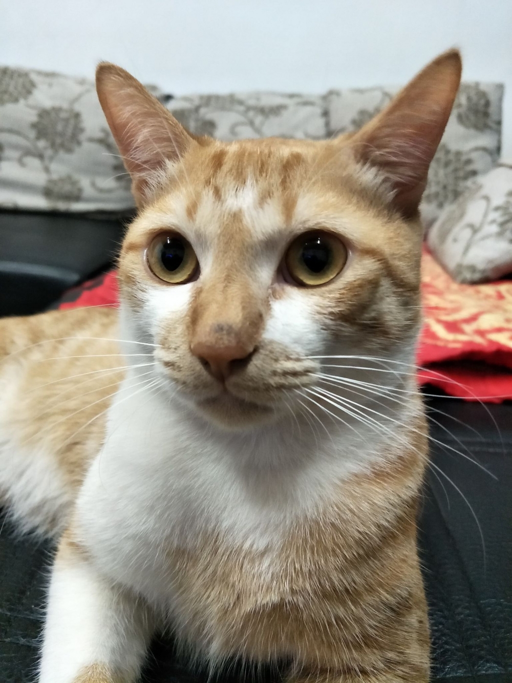 網友許芝茗提供