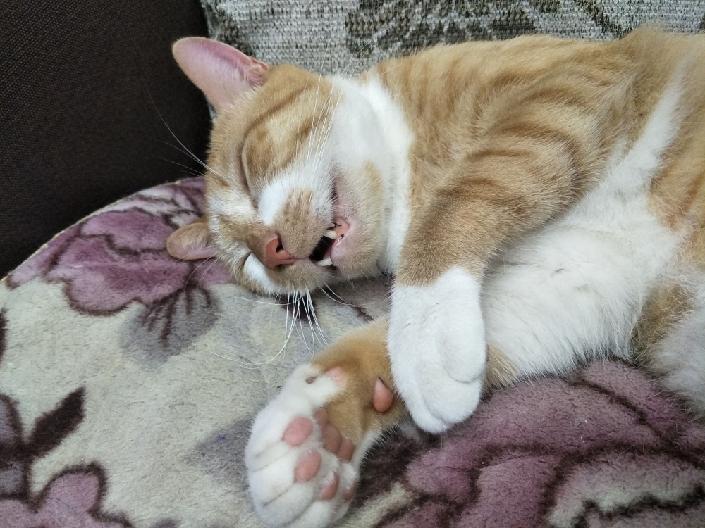 網友許芝茗提供