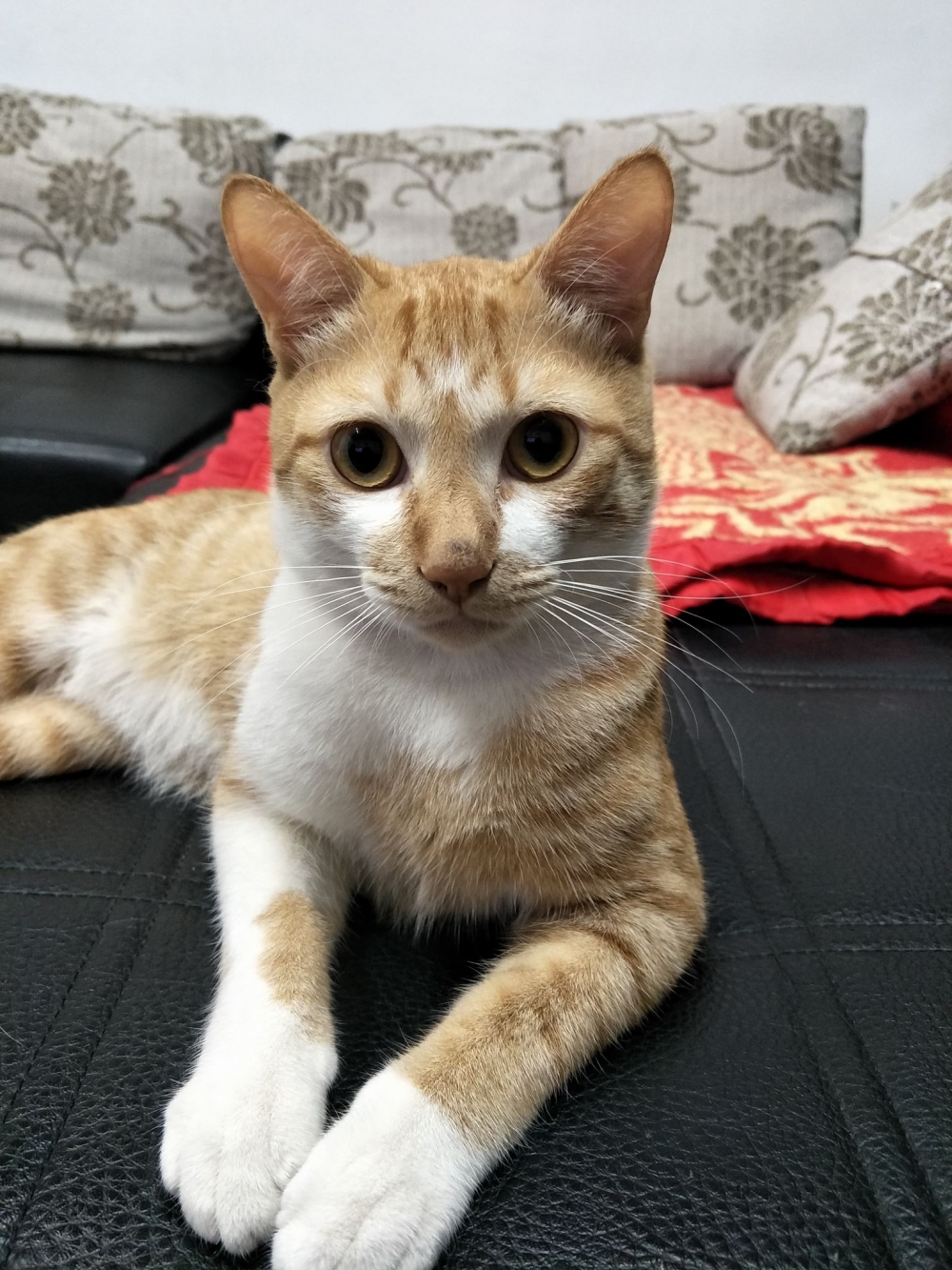 網友許芝茗提供